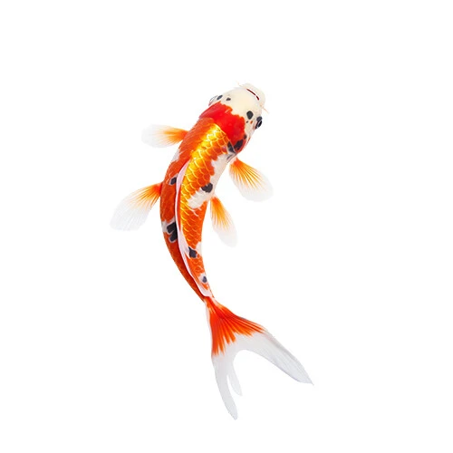 Pet shop kmf akvaristika