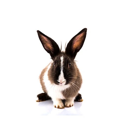 Pet shop kmf glodari