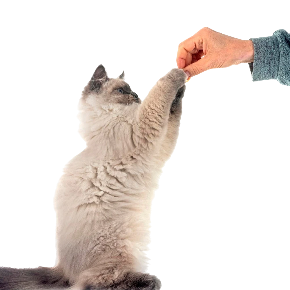 Pet shop kmf nega zivotinja