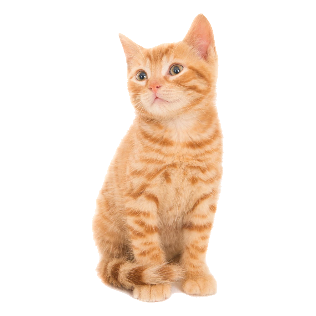 Pet shop kmf sve za mačke kruševac2