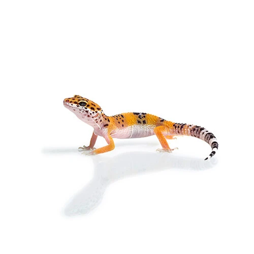 Pet shop kmf teraristika