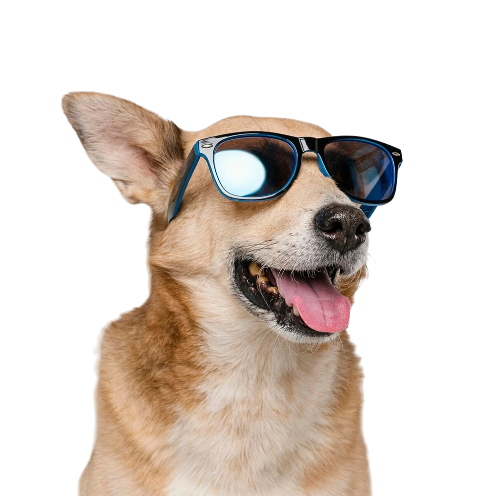 Pet shop kmf zid slavnih