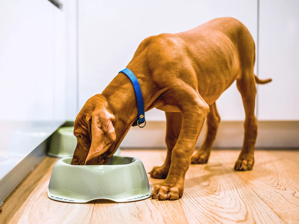 2021 03 dogfood adobestock 330083632