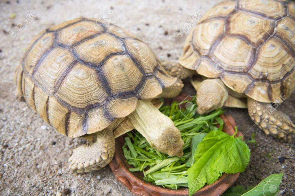 46654696 giant turtle eating vegetables in tray animal