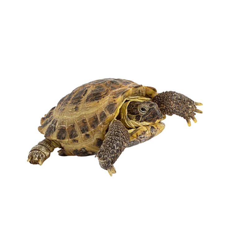 Pet shop kru&Scaron;evac kmf moj ljubimac upustvo za negu ljubimca kornjača