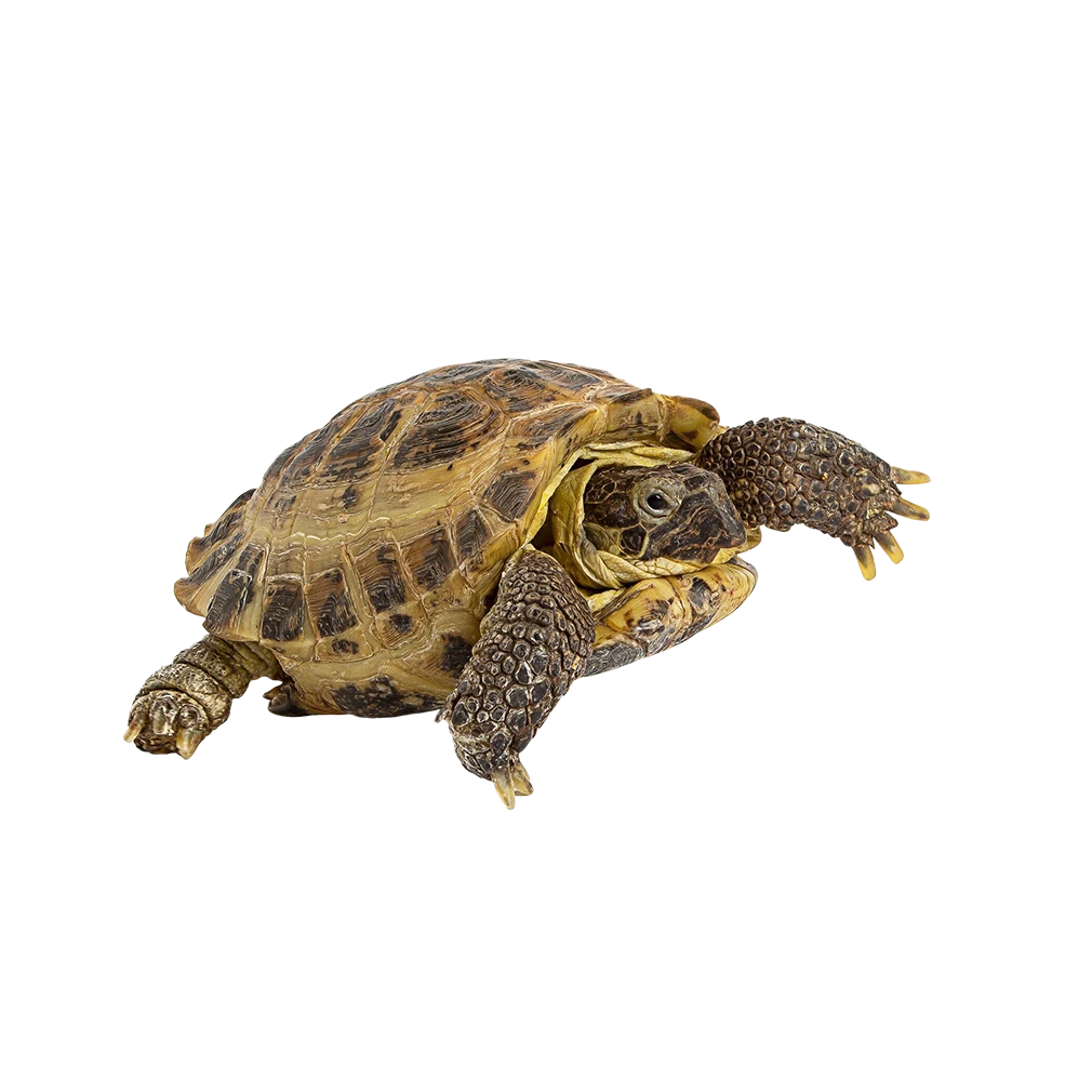 Pet shop kruŠevac kmf moj ljubimac upustvo za negu ljubimca kornjača