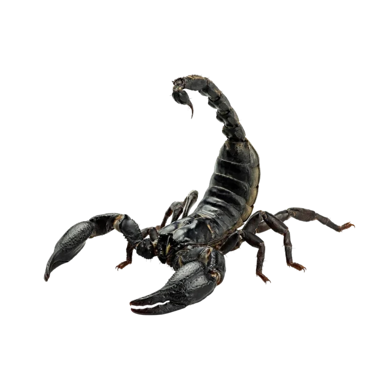 Pet shop kru&Scaron;evac kmf moj ljubimac upustvo za negu ljubimca &Scaron;korpion