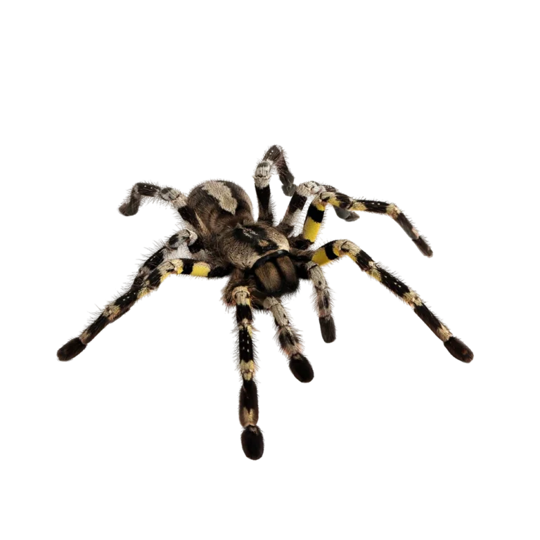 Pet shop kru&Scaron;evac kmf moj ljubimac upustvo za negu ljubimca tarantula