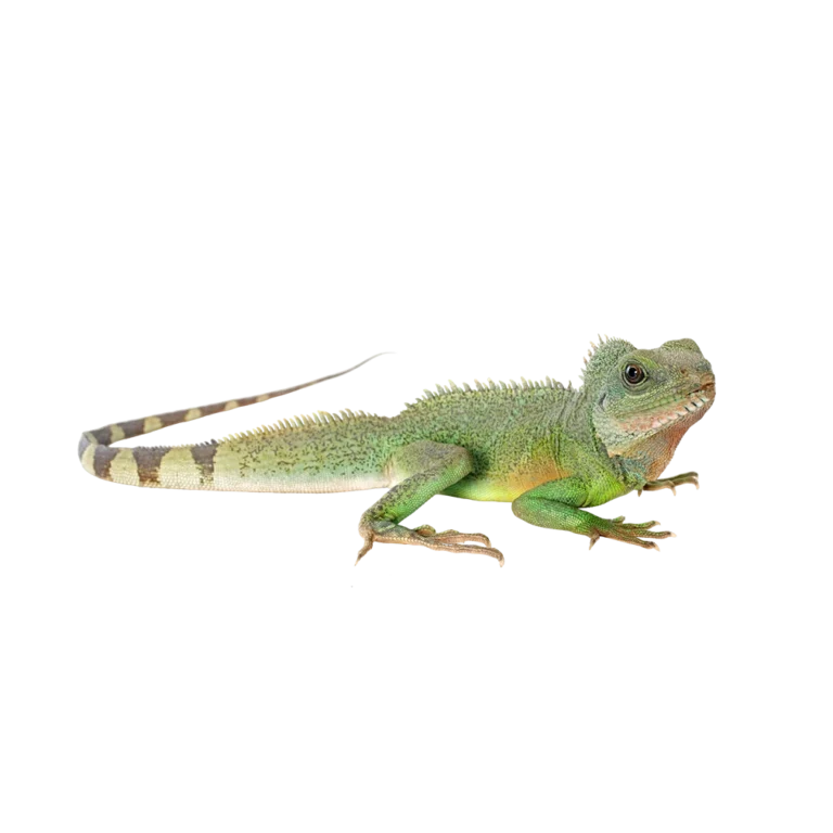 Pet shop kru&Scaron;evac kmf moj ljubimac upustvo za negu ljubimca vodena agama