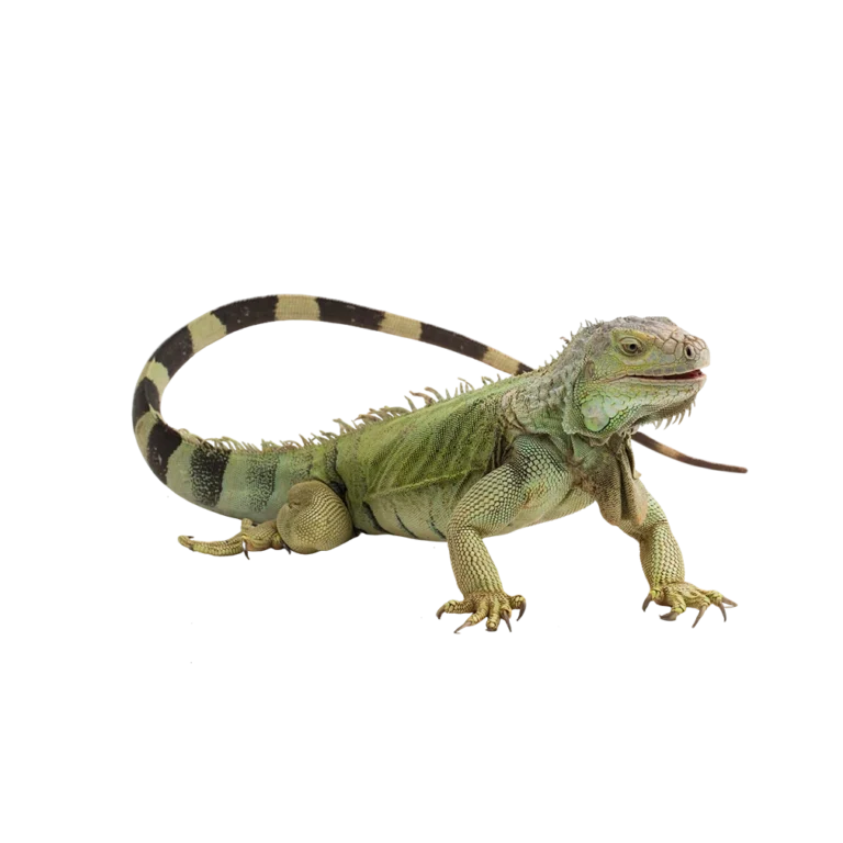 Pet shop kru&Scaron;evac kmf moj ljubimac upustvo za negu ljubimca zelena iguana