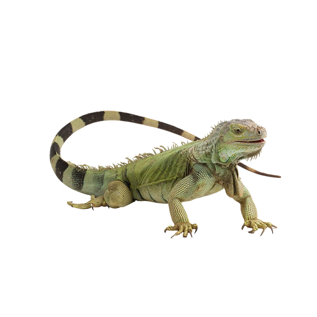 Pet shop kruŠevac kmf moj ljubimac upustvo za negu ljubimca zelena iguana