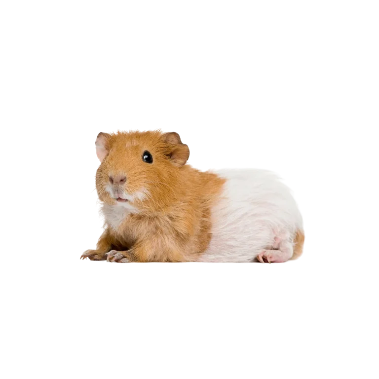 Pet shop kru&Scaron;evac kmf moj ljubimac upustvo za neku ljubimca hrčak