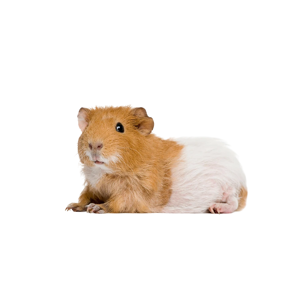 Pet shop kruŠevac kmf moj ljubimac upustvo za neku ljubimca hrčak