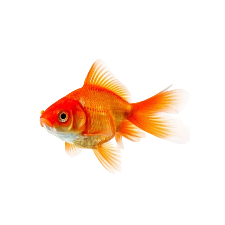 Pet shop kru&Scaron;evac kmf moj ljubimac upustvo za neku ljubimca khadnovodene ribe