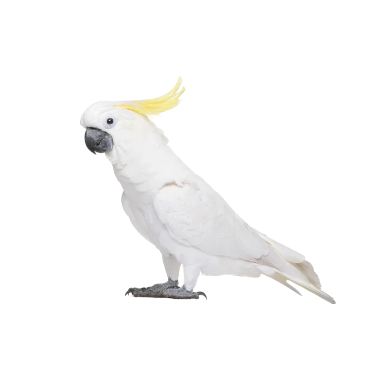 Pet shop kru&Scaron;evac kmf moj ljubimac upustvo za neku ljubimca kakadu