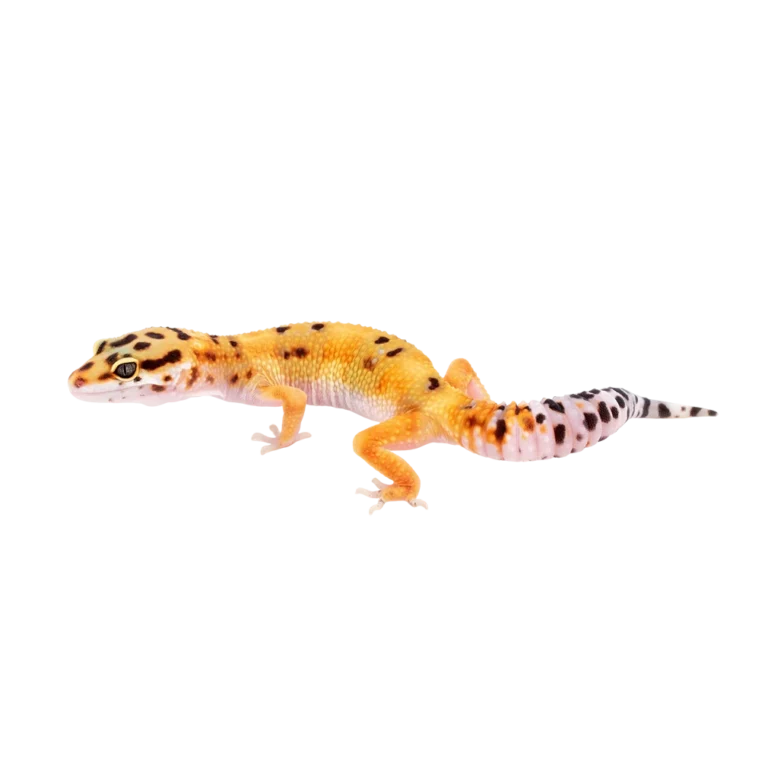 Pet shop kru&Scaron;evac kmf moj ljubimac upustvo za neku ljubimca leopardski geko