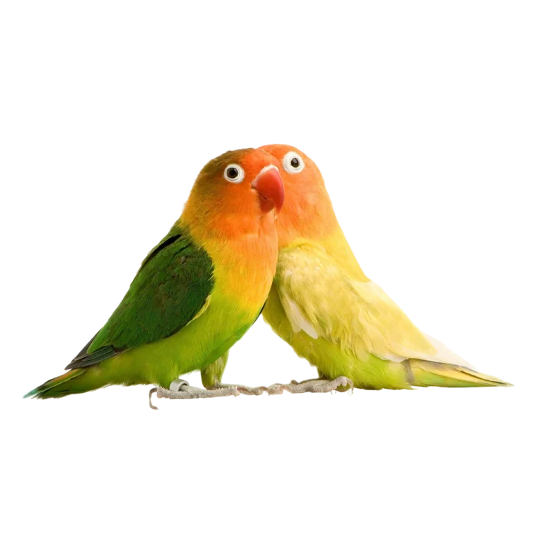 Pet shop kru&Scaron;evac kmf moj ljubimac upustvo za neku ljubimca ljubavni papagaj