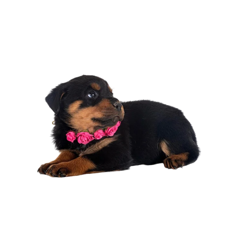 Pet shop kru&Scaron;evac kmf moj ljubimac upustvo za neku ljubimca mali pas