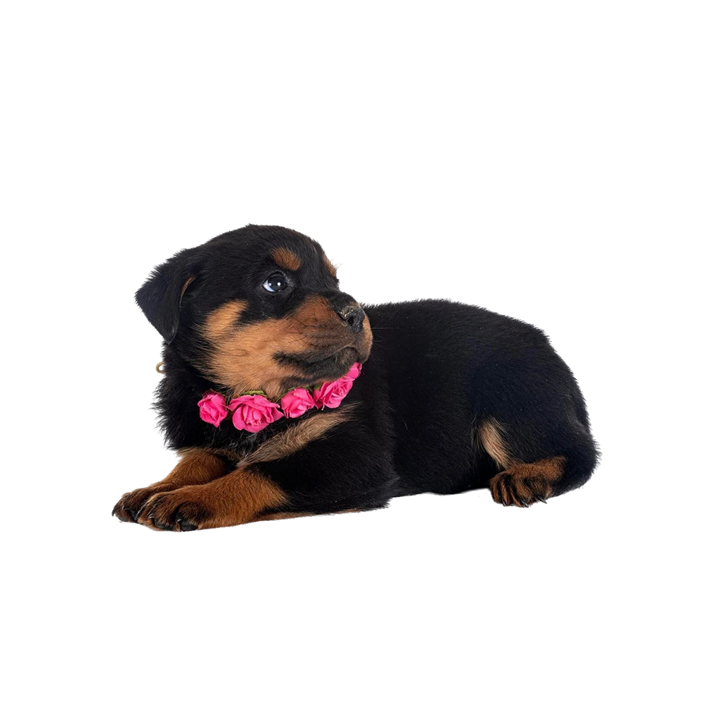 Pet shop kruŠevac kmf moj ljubimac upustvo za neku ljubimca mali pas