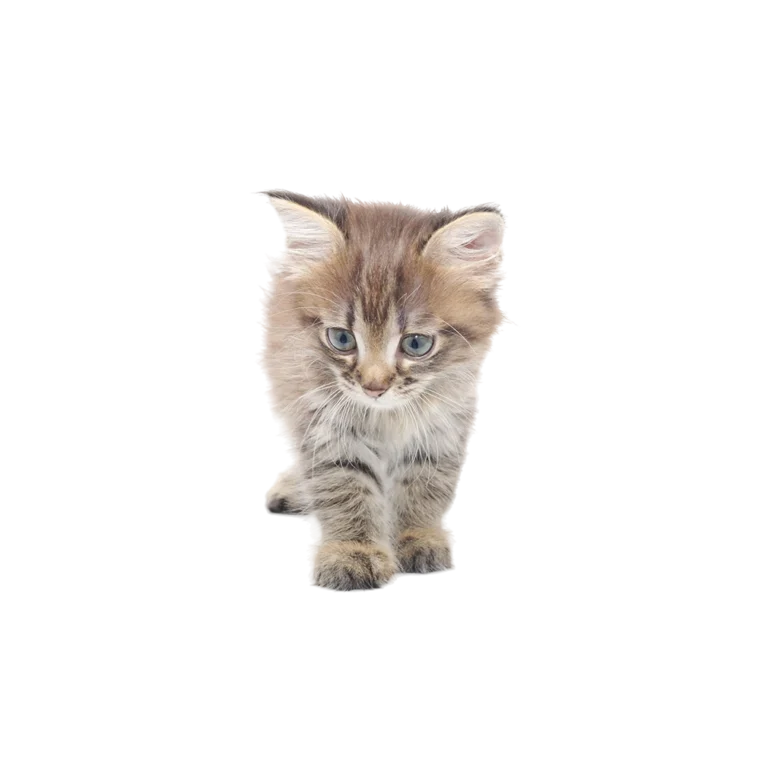 Pet shop kru&Scaron;evac kmf moj ljubimac upustvo za neku ljubimca malo mačka