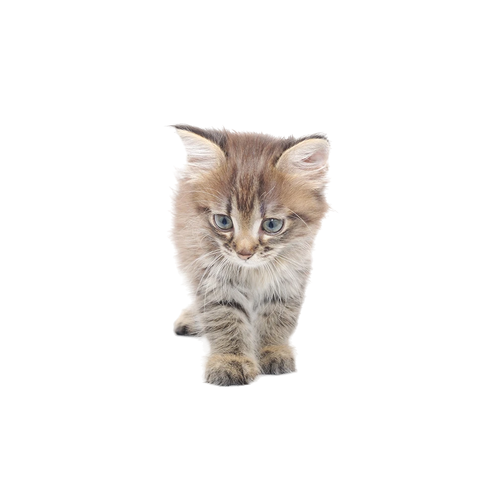 Pet shop kruŠevac kmf moj ljubimac upustvo za neku ljubimca malo mačka