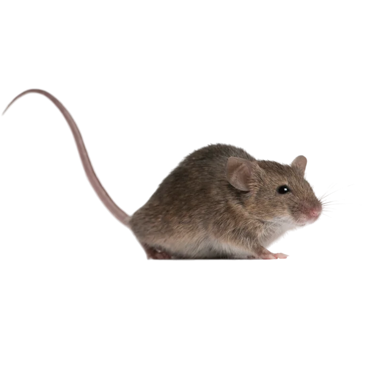 Pet shop kru&Scaron;evac kmf moj ljubimac upustvo za neku ljubimca mi&scaron;