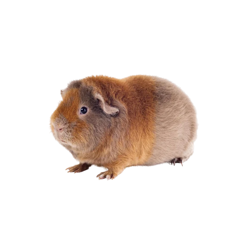 Pet shop kru&Scaron;evac kmf moj ljubimac upustvo za neku ljubimca morksko prase