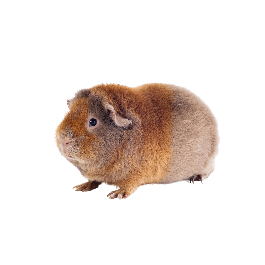 Pet shop kruŠevac kmf moj ljubimac upustvo za neku ljubimca morksko prase