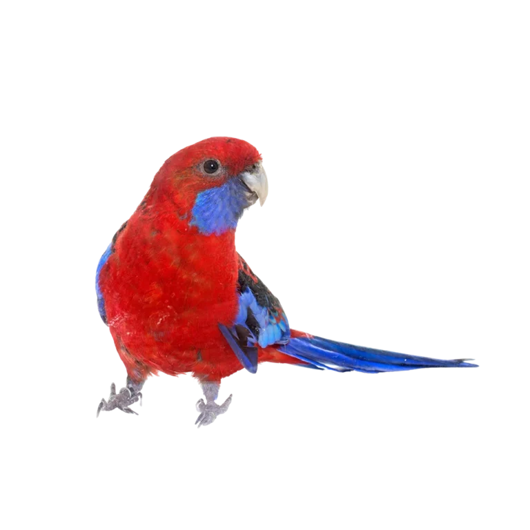 Pet shop kru&Scaron;evac kmf moj ljubimac upustvo za neku ljubimca rozela