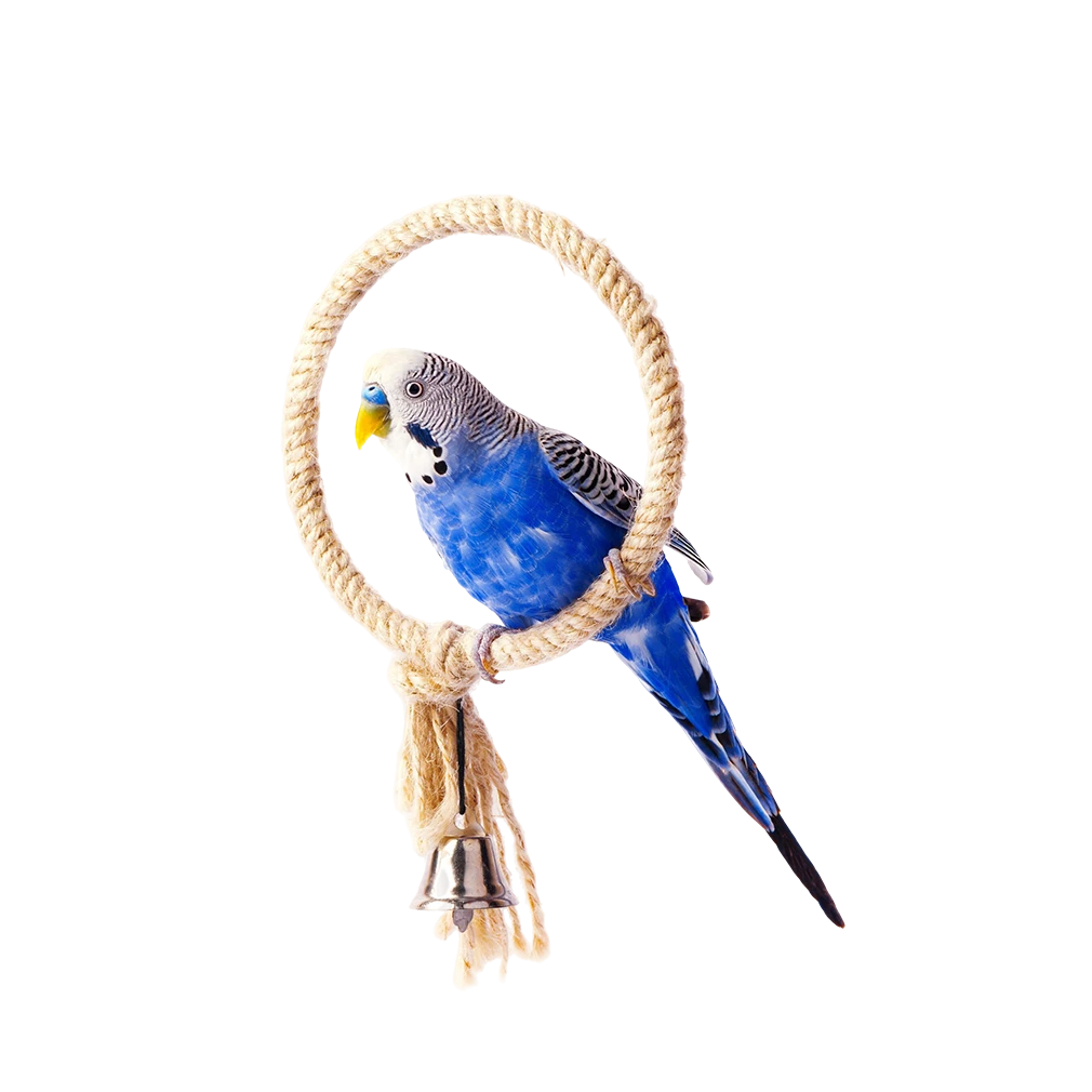 Pet shop kruševac kmf oprema za ptice