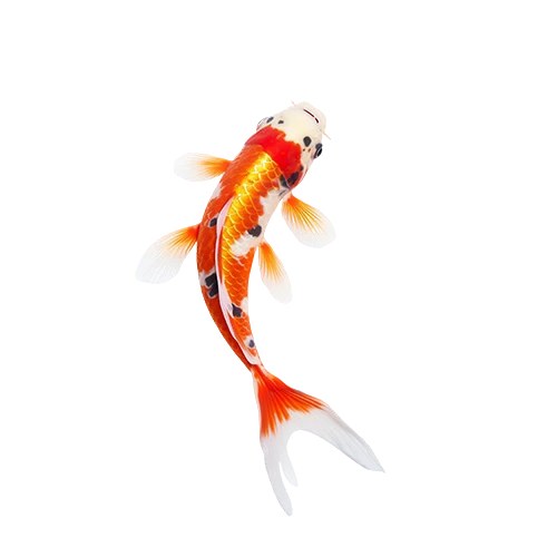 Freepik br 4216c9d9 c13b 44de ad61 a79a806e1788