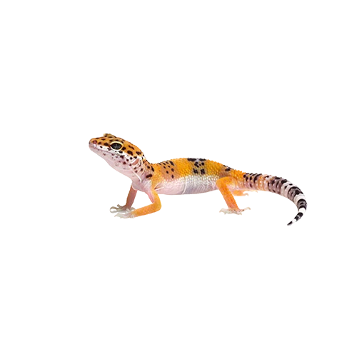 Freepik br a36692e9 ea70 44e4 a7a2 498e1d31427a