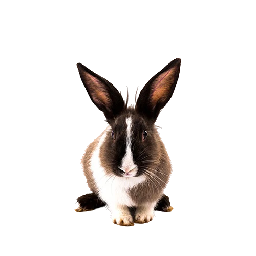 Freepik br d504c5f9 ccdc 48c9 9bbb b6191084e665