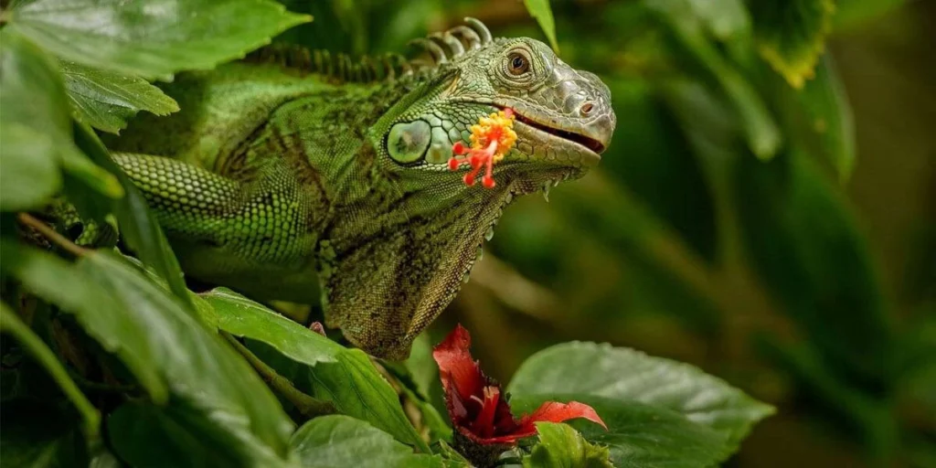 Green iguana eating hibiscus
