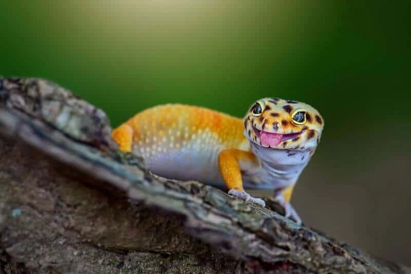 Leopard gecko considering eat fruit