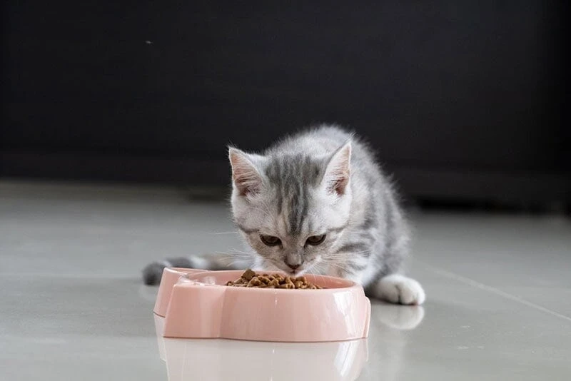 Little kitten eating food from the feeding bowl patcharida shutterstock
