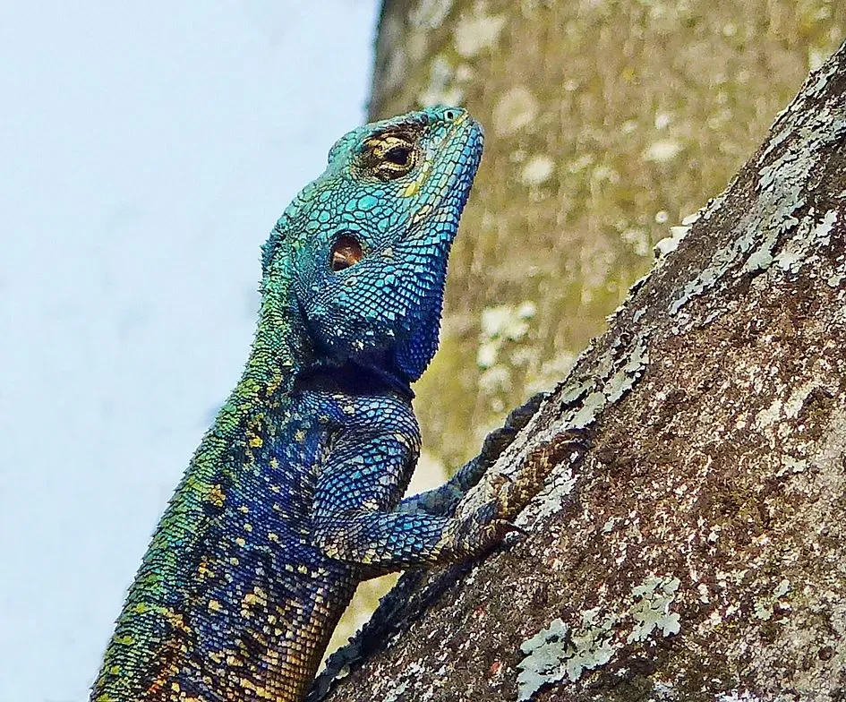 Tree agama