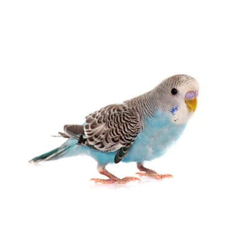 Img 1698036833 5118f58cf634